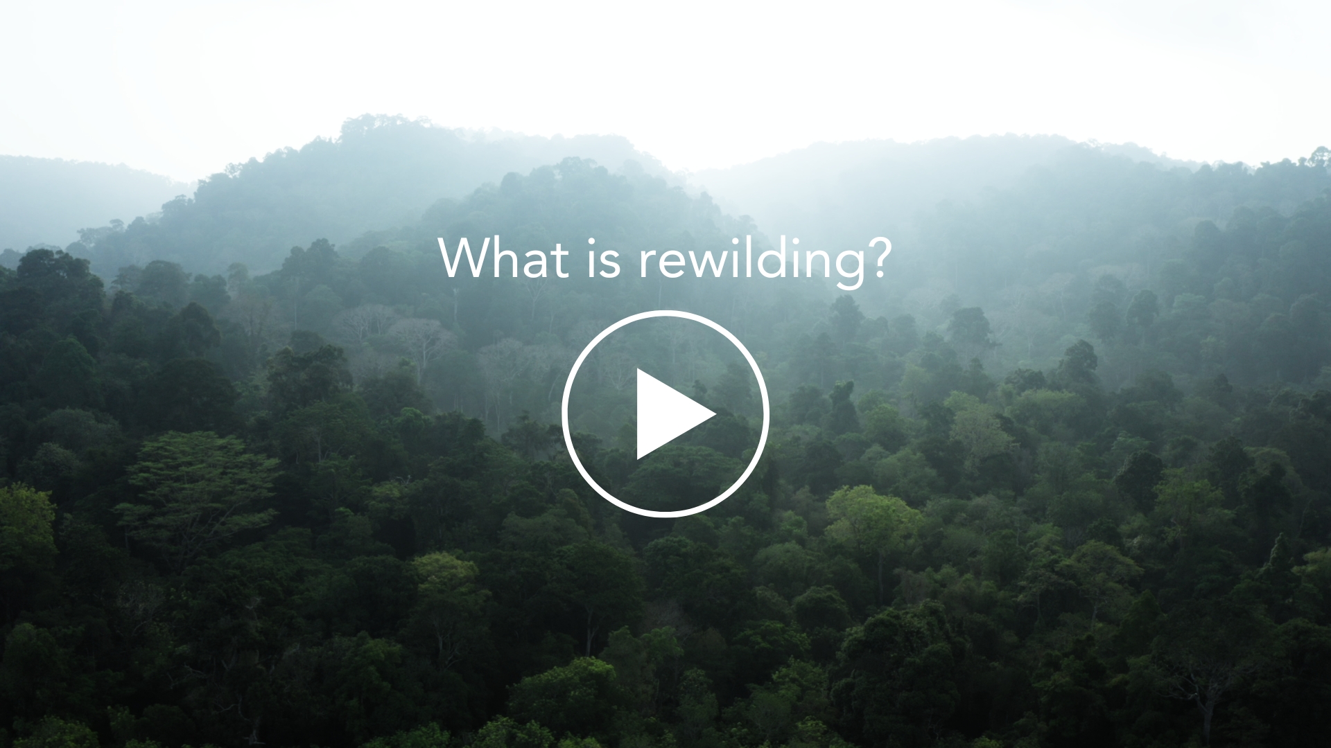 Rewilding image, linked image opens in new window
