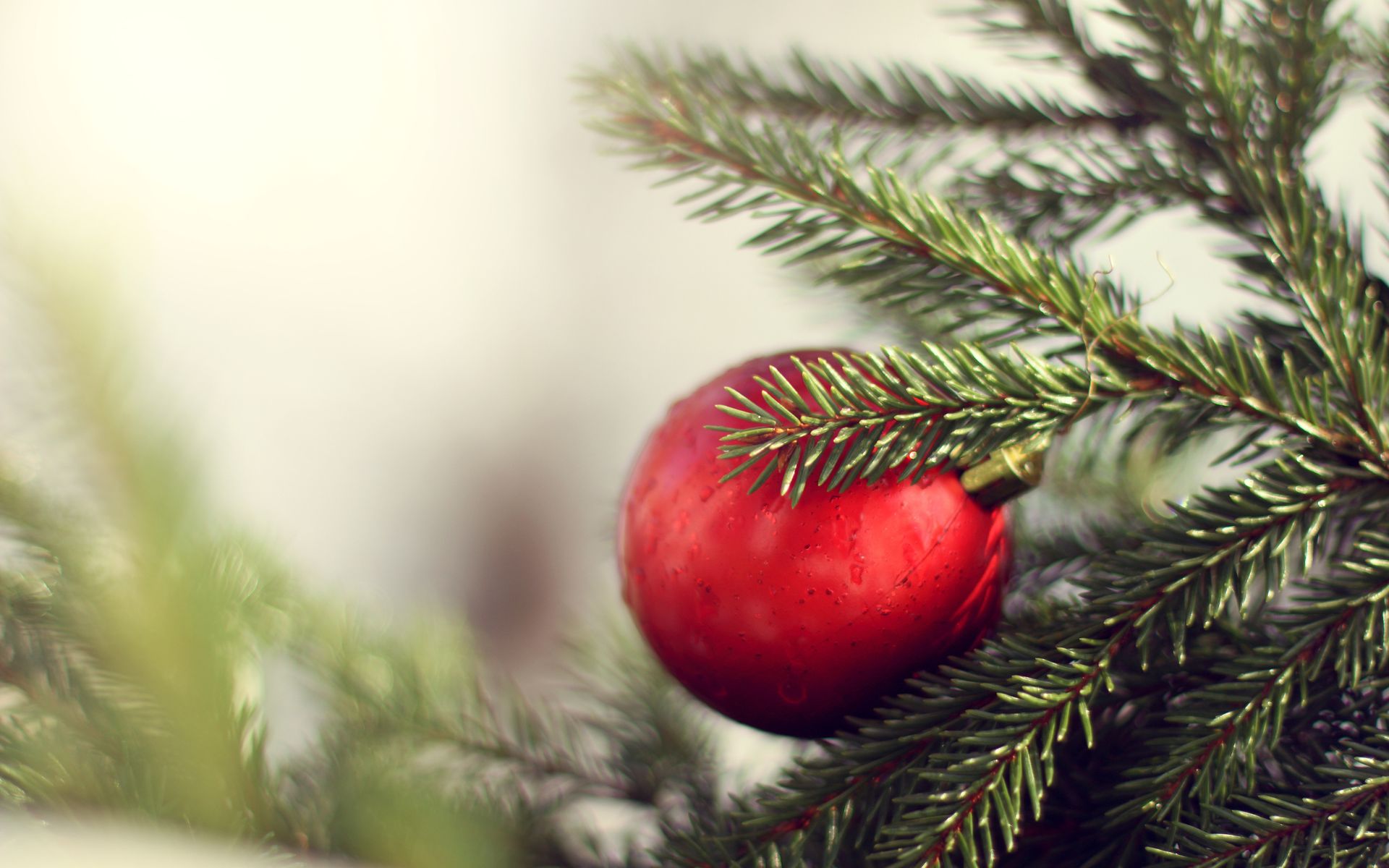 christmas ornament on tree