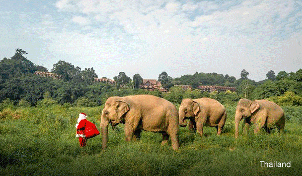 Unforgettable festive experiences