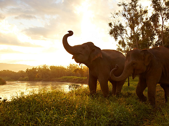THAILAND DISCOVERY