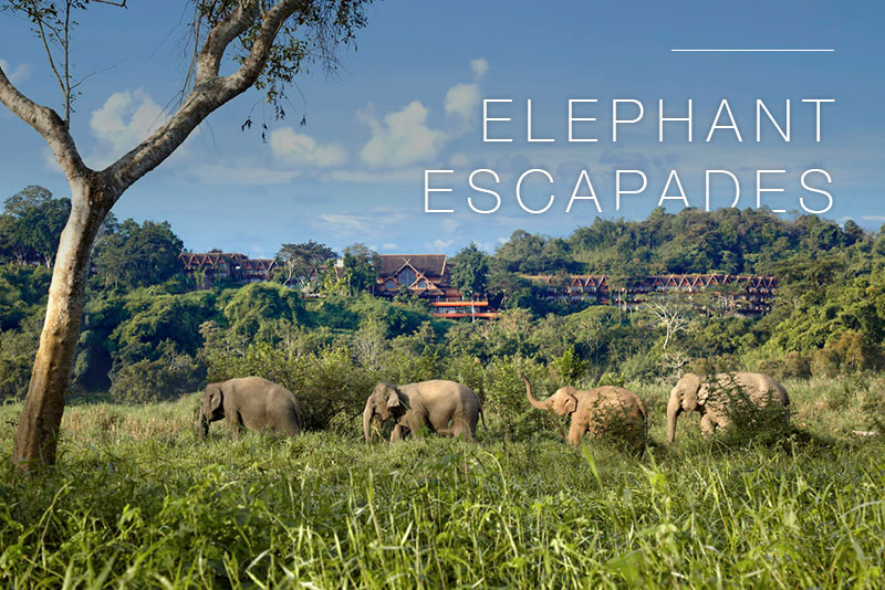Elephant Escapades